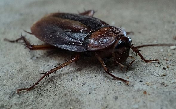 Entreprise de lutte contre les infestations de cafards à Paris