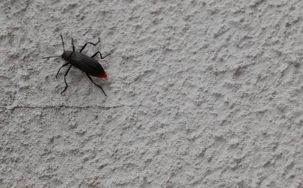 Désinfection d'insectes à Paris et en Ile de France