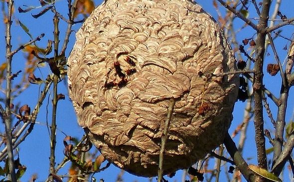 Nid de nuisible dans un jardin