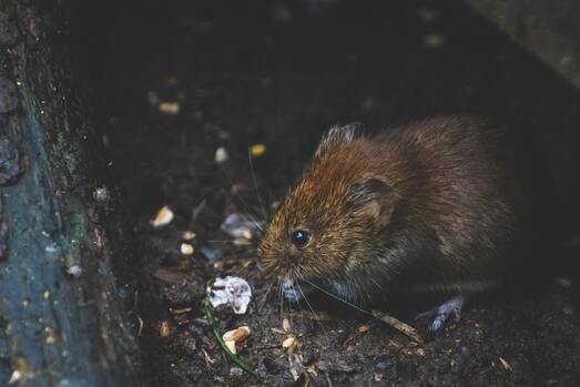 Rat en train de manger