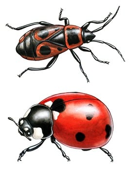 coccinelle et gendarme