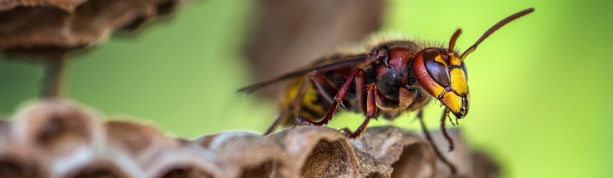 Comment réagir face à un nid de frelons asiatiques