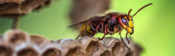 Comment réagir face à un nid de frelons asiatiques