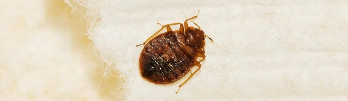Se débarrasser des punaises de lit grâce à la vapeur sèche