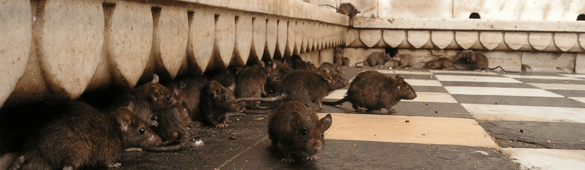 Paris envahie par les souris