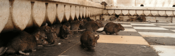 Paris envahie par les souris