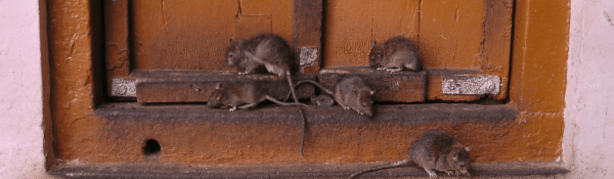 Comment se débarrasser des souris ?