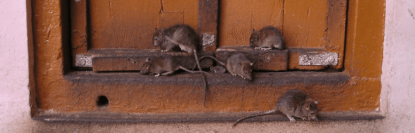 Comment se débarrasser des souris ?