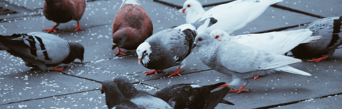 invasion pigeon