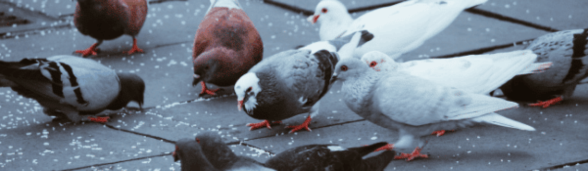 Se débarrasser des pigeons qui s’installent sur votre balcon