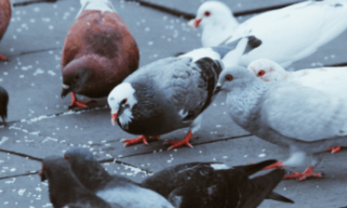 Balcon, toit, jardin… Comment éloigner les pigeons ?