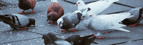 Se débarrasser des pigeons qui s’installent sur votre balcon