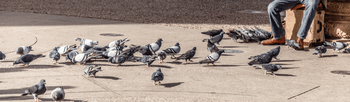 Faire fuir les pigeons efficacement