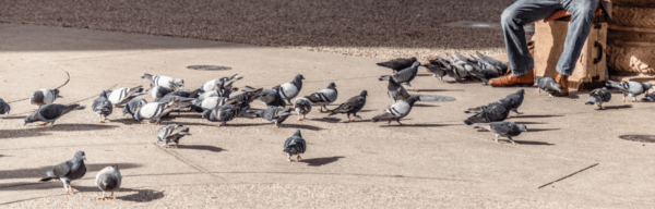 Faire fuir les pigeons efficacement