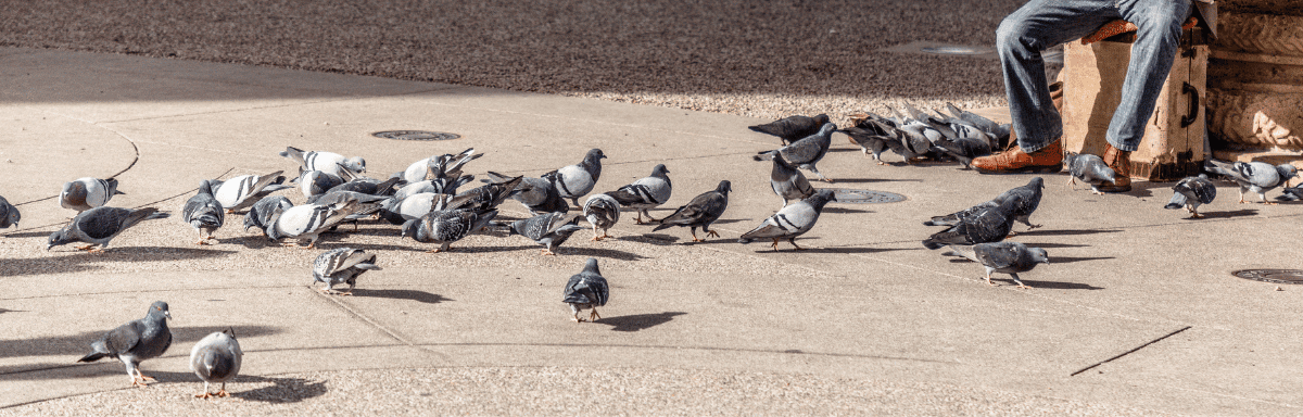 groupe pigeons paris