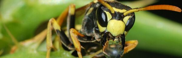 Pourquoi faire appel à un professionnel pour se débarrasser des guêpes chez soi ?