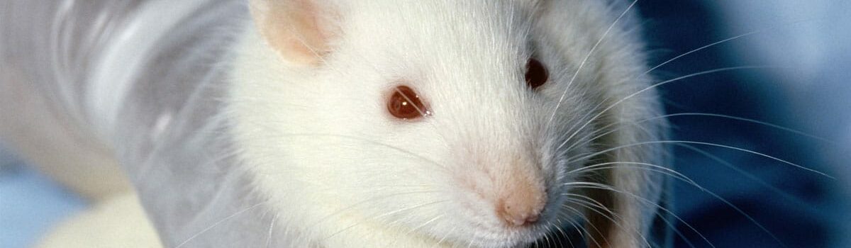 Quelles astuces pour vous débarrasser des rats de chez vous ?