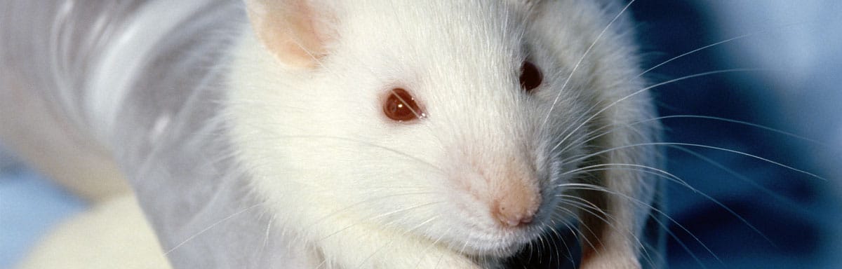 Comment se débarrasser des souris définitivement et naturellement