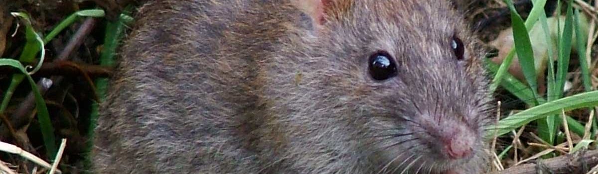 Quelles sont les maladies transmissibles par les rats ?