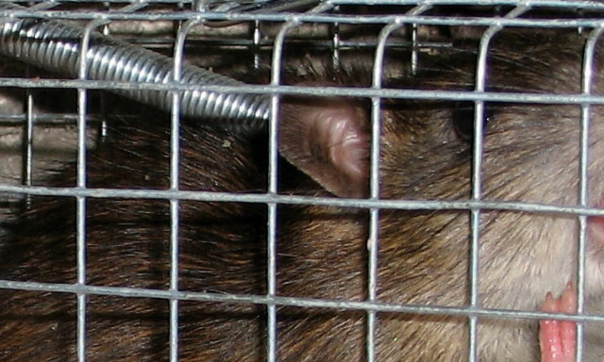 Poison pour rat : lequel utiliser et où en trouver ? - Mesnuisibles