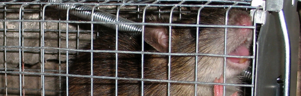 Quelques astuces pour se débarrasser des rats sans l'usage d'un poison –