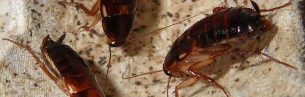 Comment prévenir et éliminer les blattes de maison sans se tracasser ?