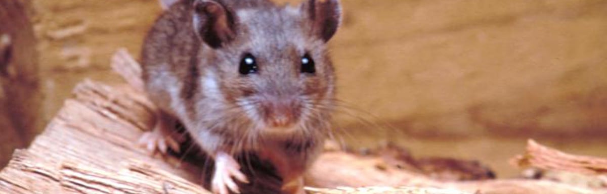 Crotte de souris : nettoyage et extermination des nuisibles