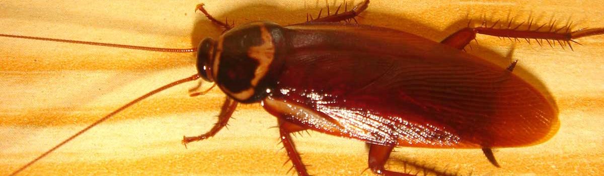 Quels produits anti cafard pour se débarrasser efficacement des blattes ?
