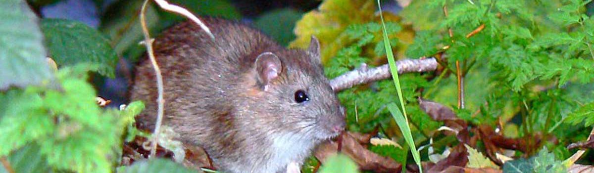 Quelles recettes de grand-mère pour tuer les rats ?