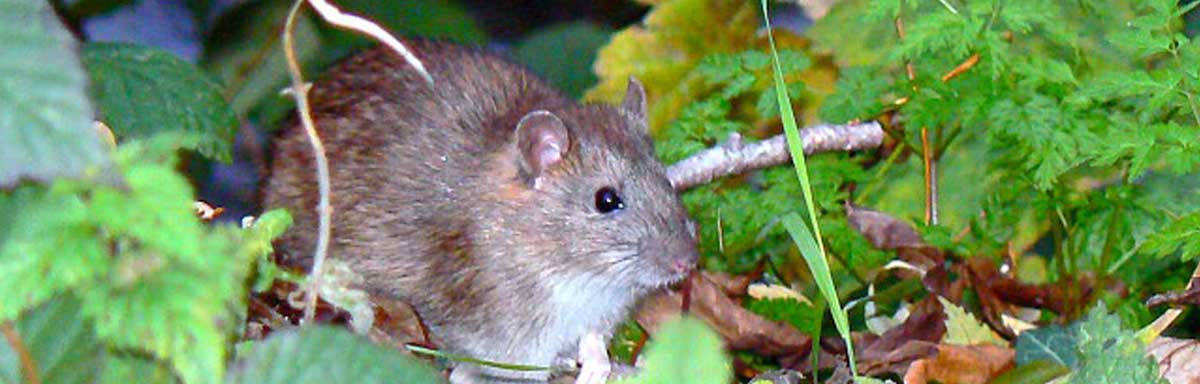 Appareil à ultrasons pour chasser les souris et rats dans une grande maison