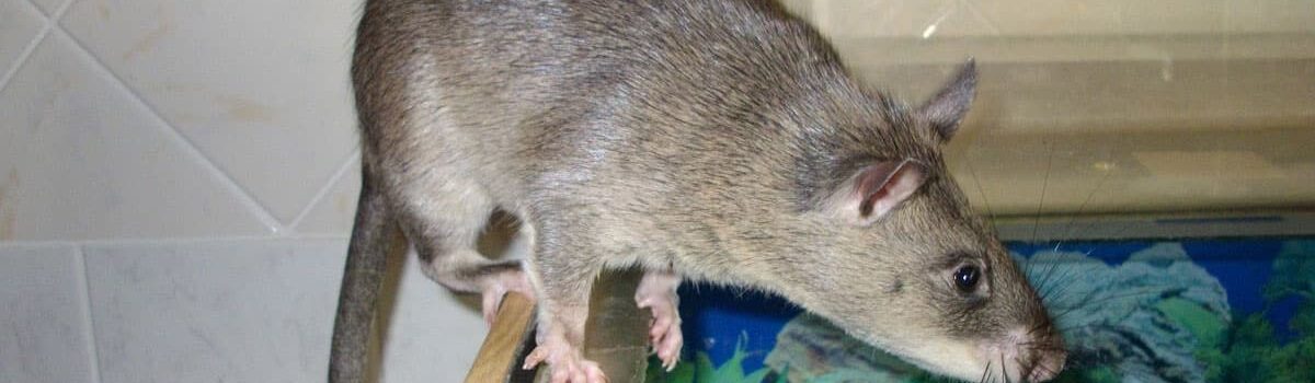 À quelles maladies s’expose-t-on au contact des crottes de rats ?