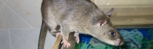 À quelles maladies s’expose-t-on au contact des crottes de rats ?