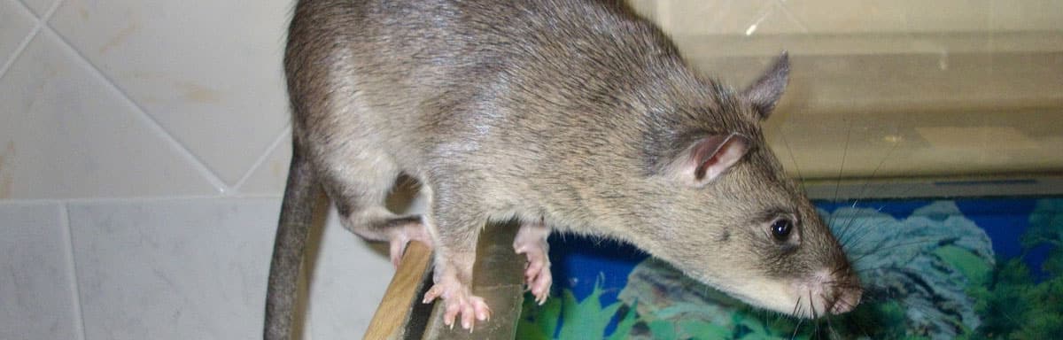Crottes de rat : quels dangers pour la santé de l’homme ?