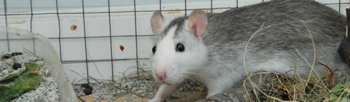 Combien de ratons la femelle du rat a-t-elle par an ?