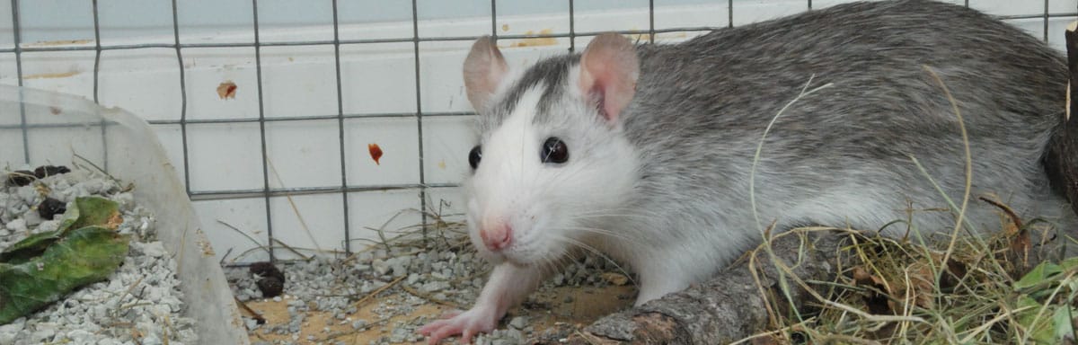 Femelle du rat : quel cycle de reproduction ?