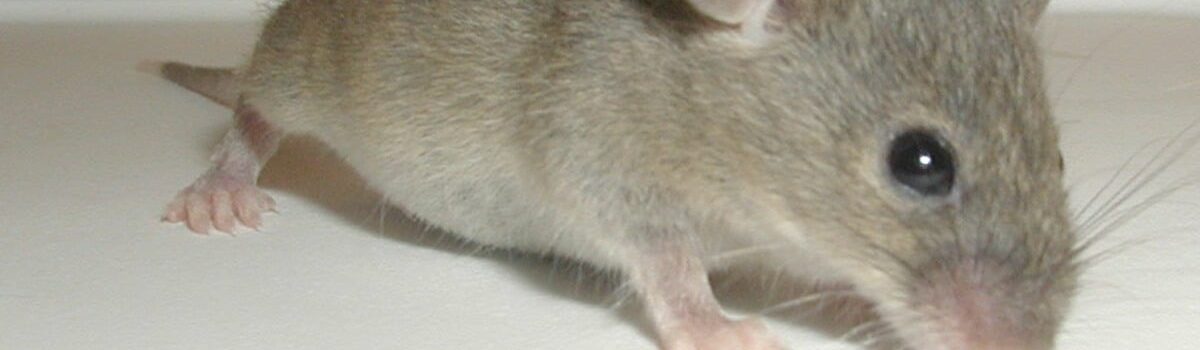 Pourquoi et comment se débarrasser des souris naturellement ?