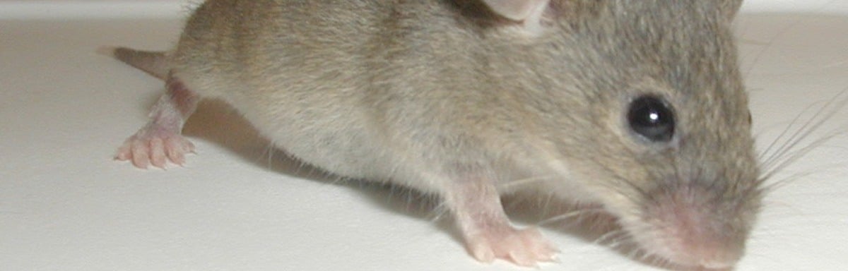 Comment se débarrasser des souris définitivement et naturellement