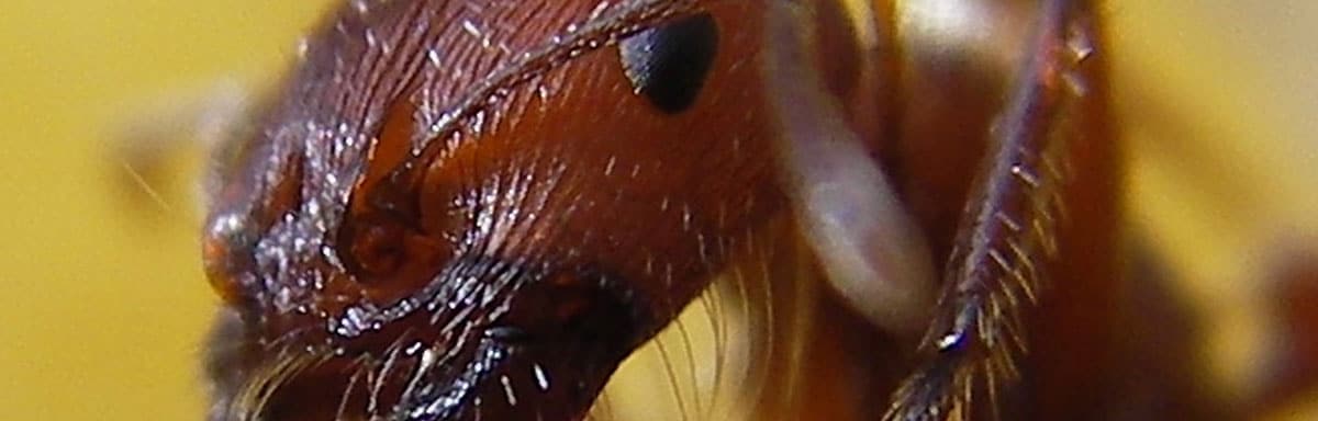 Comment détruire un nid de fourmis : Astuces