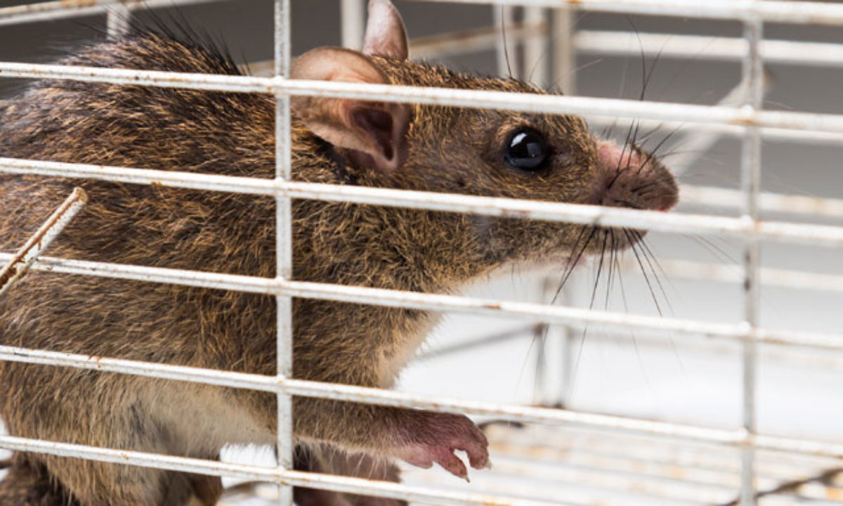 Piège à rat professionnel : est-il vraiment efficace ?