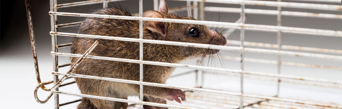 Comment piéger un rat : nos différentes astuces
