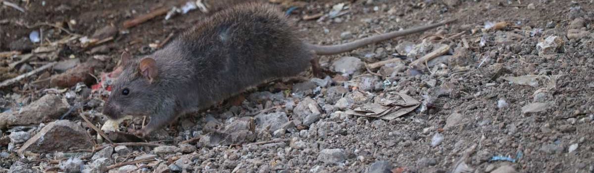 Excréments de rat : comment se tenir à l’abri de leurs conséquences ?