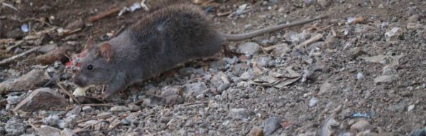 Excréments de rat : comment se tenir à l’abri de leurs conséquences ?