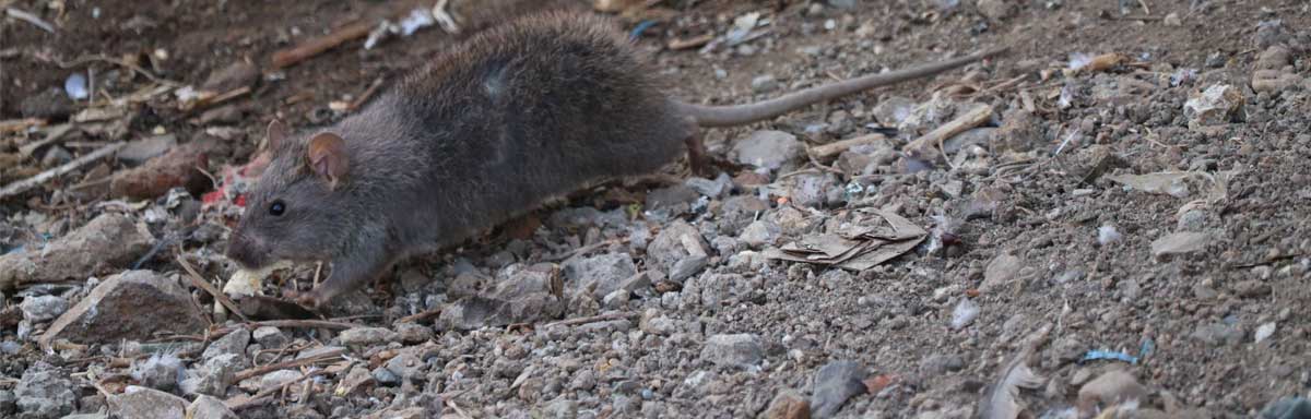 Excrément de rat maladie et danger