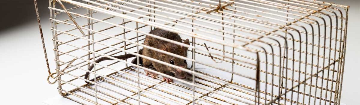 Quels pièges à rats utiliser pour se débarrasser des rongeurs ?