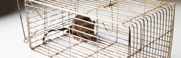 Quels pièges à rats utiliser pour se débarrasser des rongeurs ?