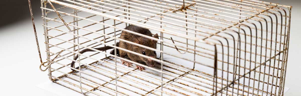 Pièges à rats efficaces : voici les meilleurs