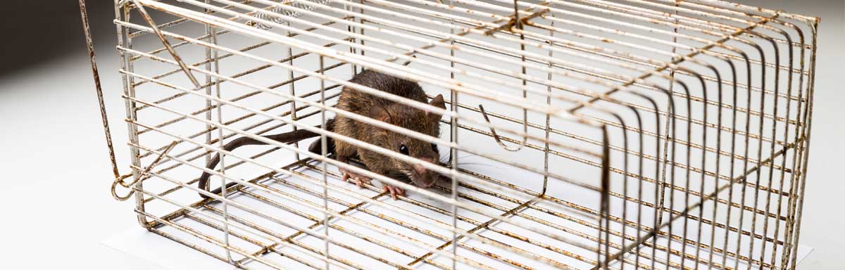 Piège à souris : le choisir ou le fabriquer et l'utiliser