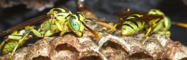 Quelles différences il y a-t-il entre guêpe et abeille ?