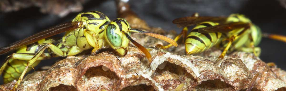 Différence entre guêpe et abeille piqûre