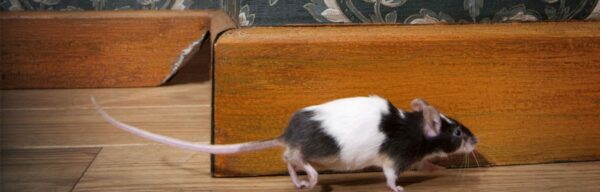 Souris dans la chambre : que faut-il faire ?